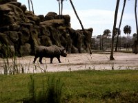 Florida - Tampa - Busch Gardens - Rhino